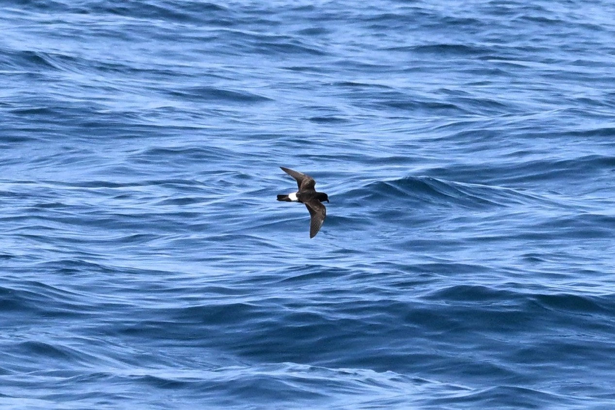 European Storm Petrel (Hydrobates pelagicus), photo 7