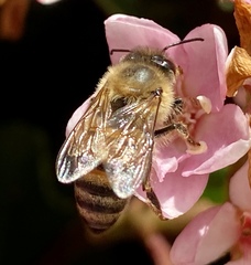 Apis mellifera