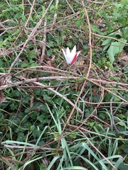 Tulipa clusiana
