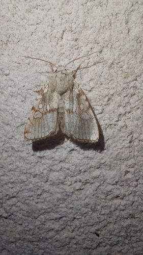 Heart Moth