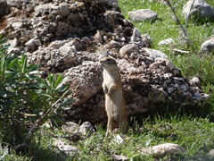 Spermophilus xanthoprymnus