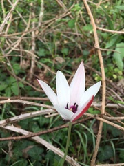 Tulipa clusiana