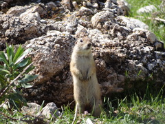 Spermophilus xanthoprymnus