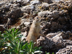 Spermophilus xanthoprymnus