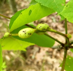 Phylloxera subelliptica