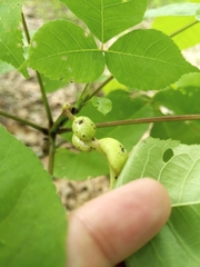 Phylloxera subelliptica