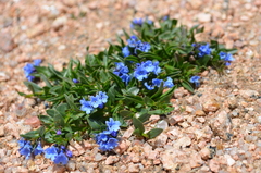 Mertensia tweedyi