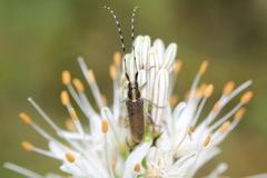 Agapanthia asphodeli