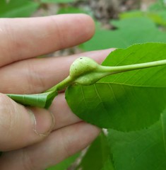 Phylloxera subelliptica