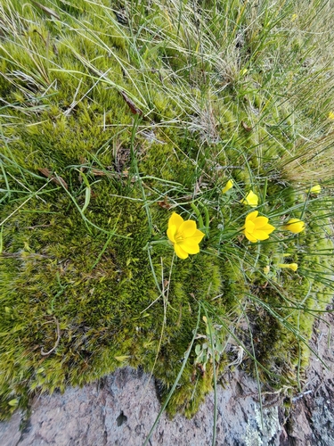 Nothoscordum hirtellum, photograph 4