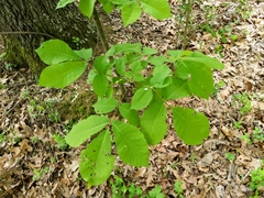 Phylloxera subelliptica
