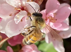 Apis mellifera