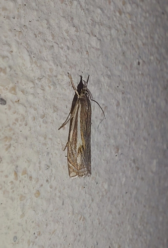 Hook-streaked Grass-veneer