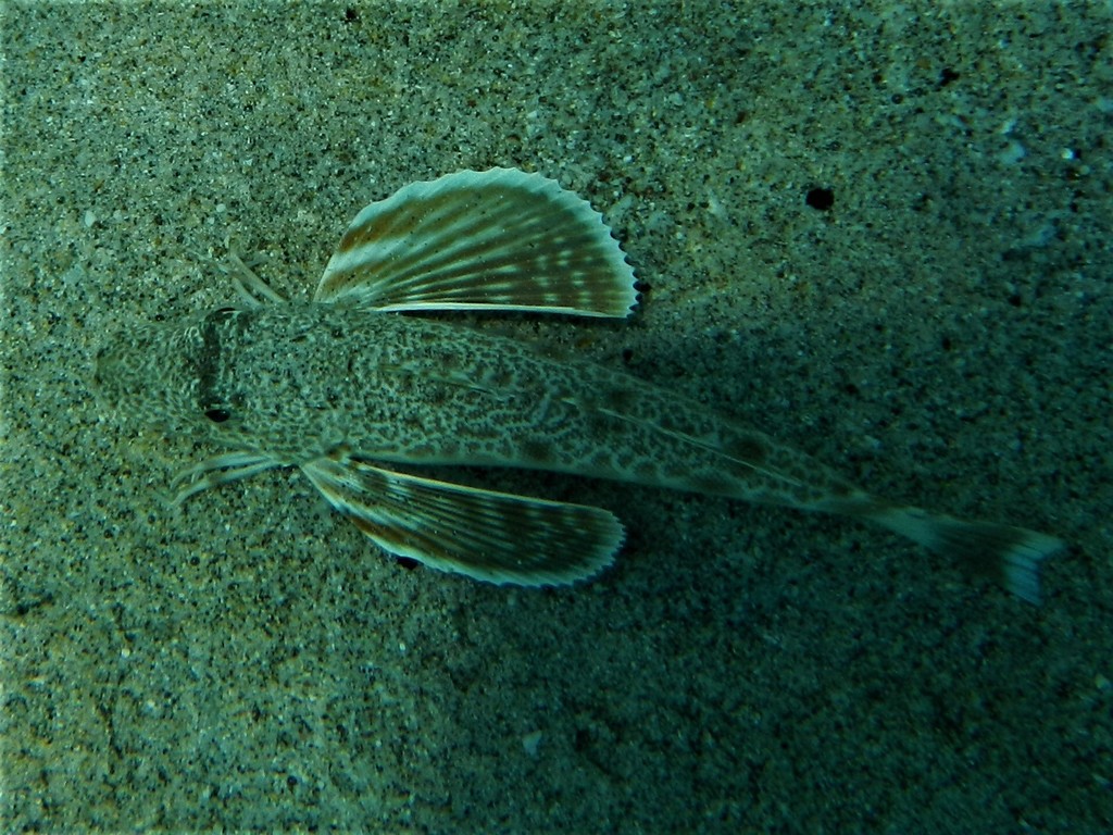 Pacific searobin (Prionotus miles) — Triglidae