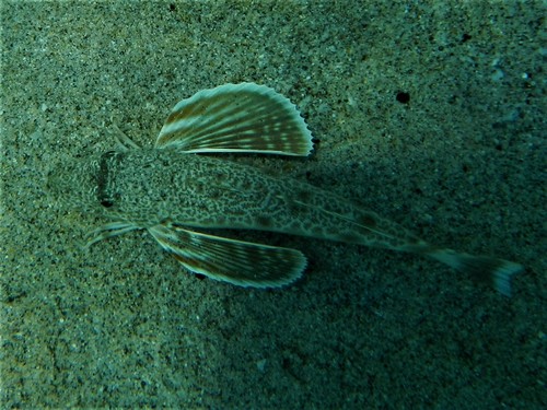 Pacific searobin (Prionotus miles) — Triglidae
