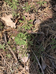Lupinus perennis