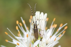 Agapanthia asphodeli