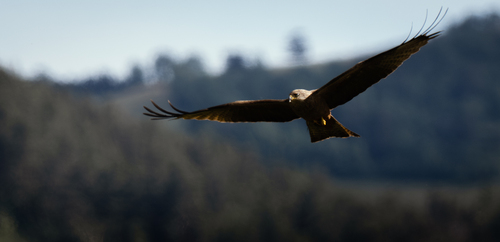 Black Kite