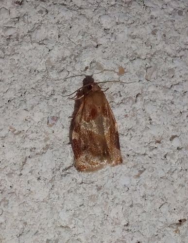 Variegated Golden Tortrix
