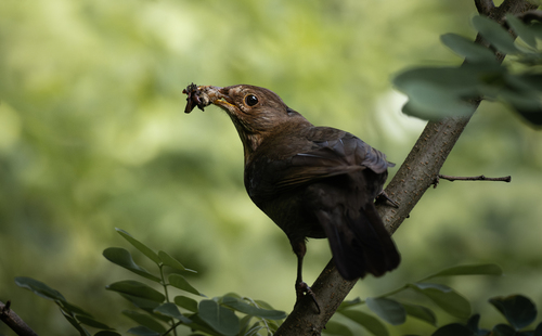 Eurasian Blackbird