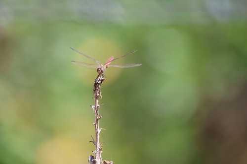 Violet Dropwing