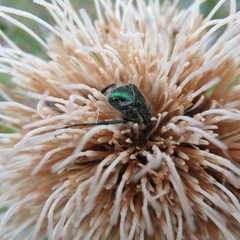 Trichiotinus lunulatus