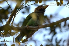 Psilopogon zeylanicus