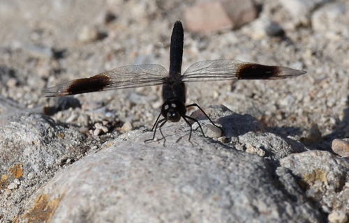 Northern Banded Groundling