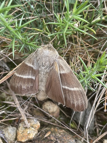 Fox Moth