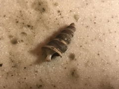 Cerithideopsis californica
