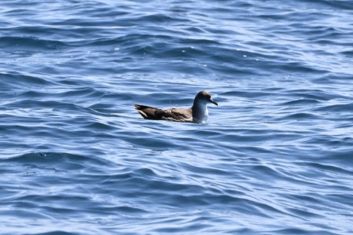 Pardela balear (Puffinus mauretanicus)