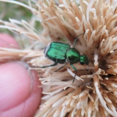 Trichiotinus lunulatus