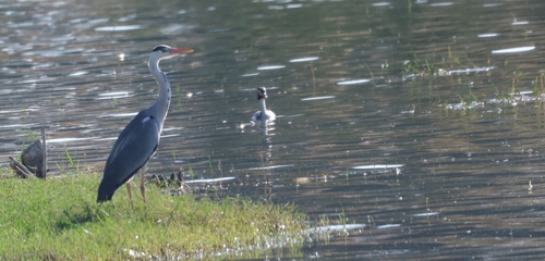 Grey Heron