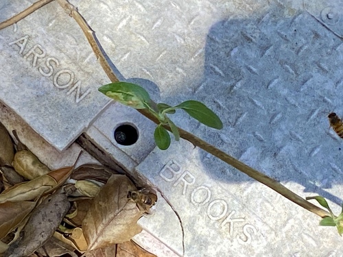 iNaturalist observation photo of Western Honey Bee