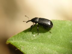 Magdalis nitida