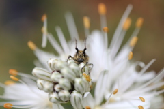 Agapanthia asphodeli