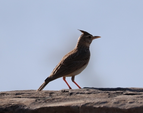 Crested Lark