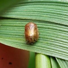 Clastoptera testacea