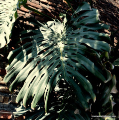 Monstera deliciosa