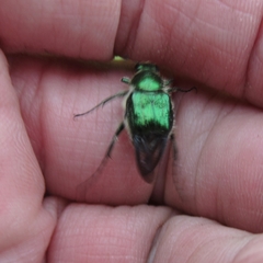 Trichiotinus lunulatus