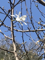 Magnolia zenii