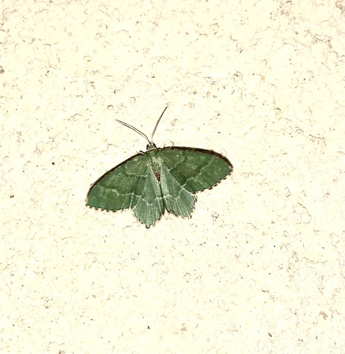 Common Emerald