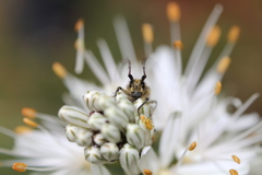 Agapanthia asphodeli