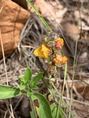 Alectra orobanchoides
