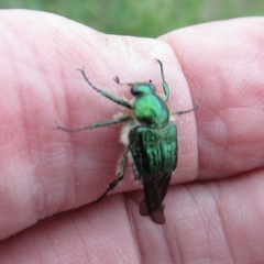 Trichiotinus lunulatus