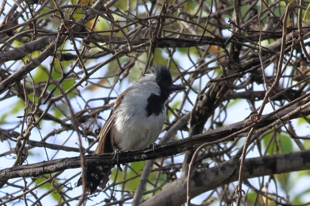 Silvery-cheeked Antshrike