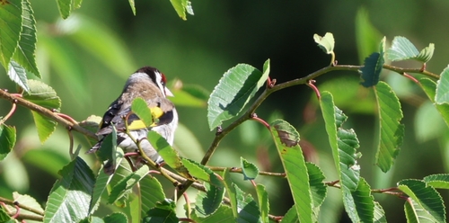 European Goldfinch