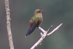 Chalcostigma herrani