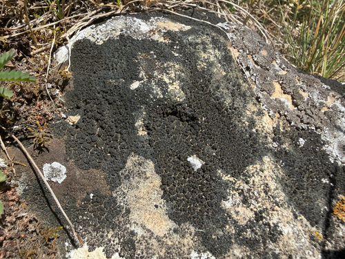 Blackthread Lichen
