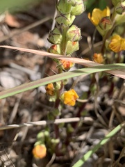 Alectra orobanchoides